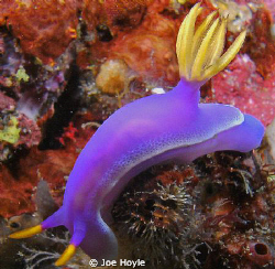 purple nudibranch close up by Joe Hoyle 